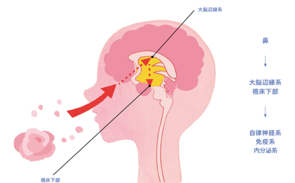 香りが脳に伝わるメカニズムのイメージ画