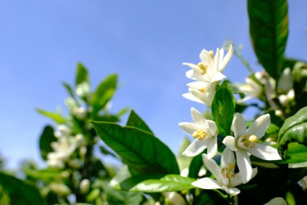 ミカンの花