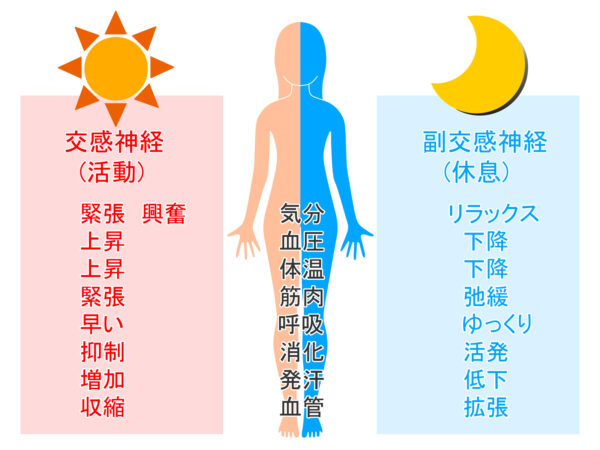 自律神経のメカニズム